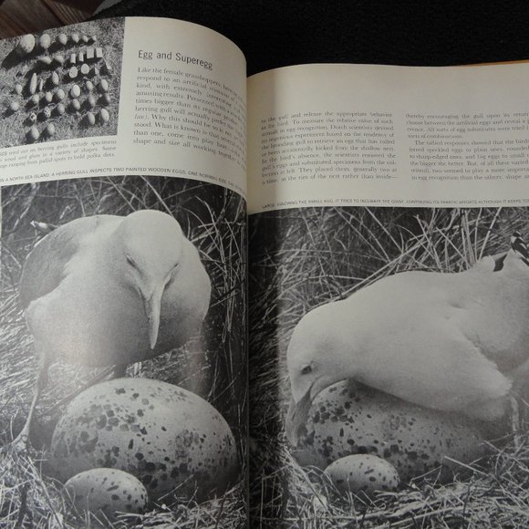 VtgLife Nature Librat 1965 Animal Behavior Illustrated Book~Cool Pics - Picture 5 of 5